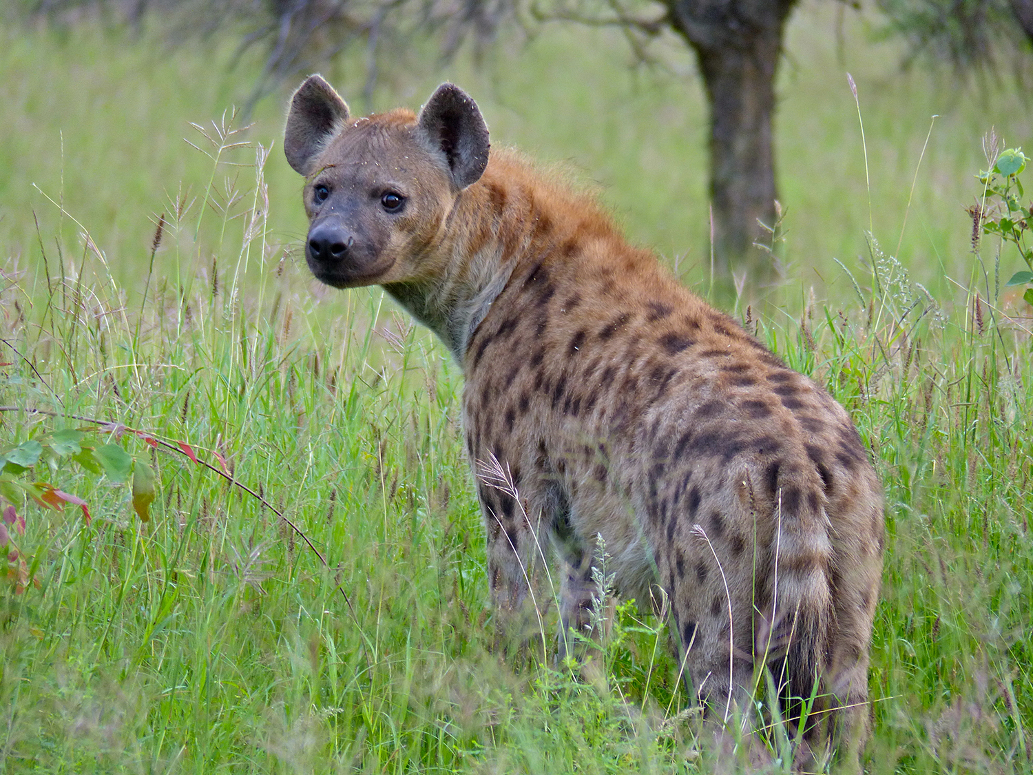 Leveled Reading Passage: The Spotted Hyenas of Kruger National Park ...